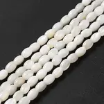 Natural Freshwater Shell Beads Strand