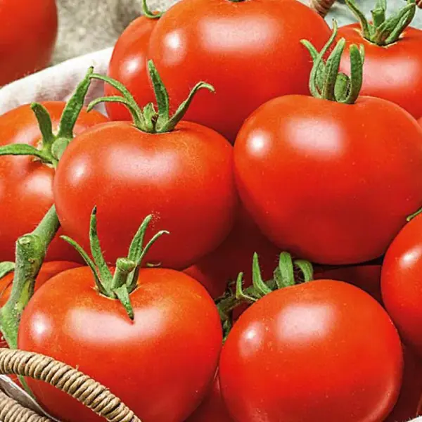 Rajčiak jedlý kríčkový Premium