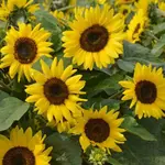 Slnečnica okrasná Polino Cola