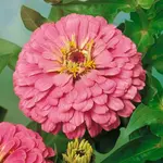 Cínia georgínokvetá ružová