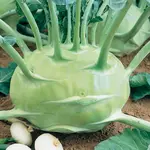 Kaleráb biely, neskorý Gigant