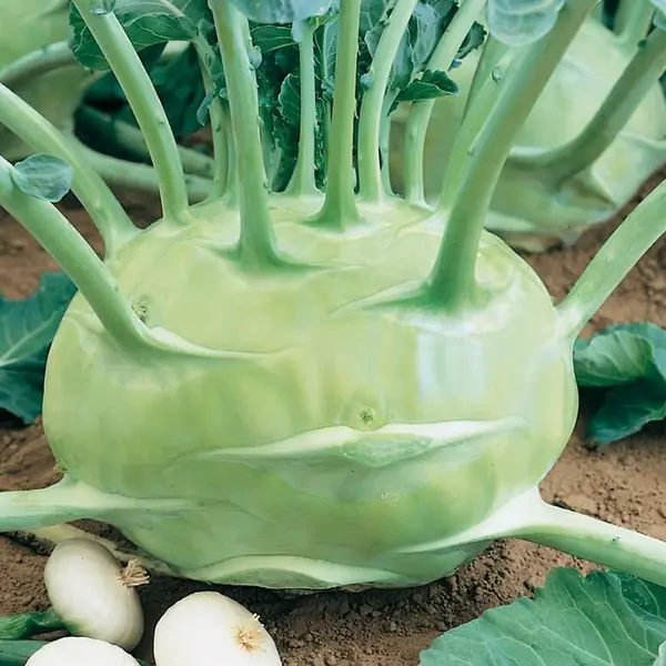 Kaleráb biely, neskorý Gigant