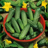 Uhorka nakladačka Sonada F1