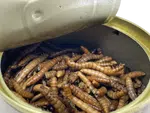 LK Baits Pet Natur Canned Mealworms 35g
