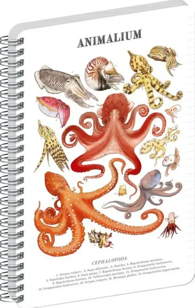 Spirálový blok Animalium – Hlavonožci, linkovaný, A5