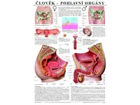 Pohlavní orgány - anatomický plakát
