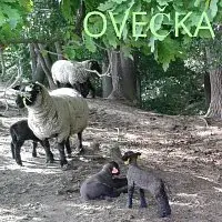 Tuláci – Ovečka
