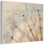 MuchoWow AKUSTICKÝ obraz Pampeliška - Abstraktní - Příroda - Béžová 100x70 cm