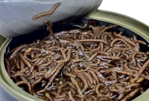 LK Baits Natur Canned Bloodworms 100g