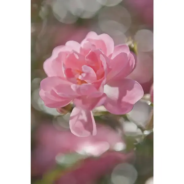 FOTOTAPETA velikost: 184/254 cm