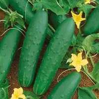 Uhorka siata šalátová Cheer F1