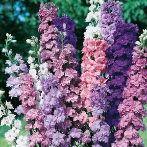 Ostrôžka zmes semínko