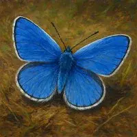 Simkara – Maturita láska - Modrásek