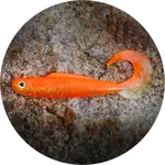 Redbass gumová nástraha twister kixter orange g uv - xx 155 mm