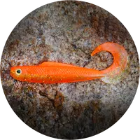 Redbass gumová nástraha twister kixter orange g uv - xx 155 mm