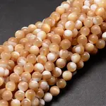 Natural Sea Shell Beads Strands
