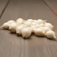 Cibuľa snowball 250/8-21mm/ biela