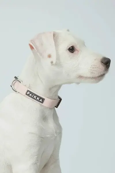 Fluorescenční obojek pro psa PAIKKA Glow Collar 17 x 2 x 0,5 cm