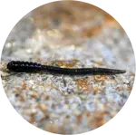 Redbass gumová nástraha micro tail dark black - s 48 mm