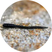 Redbass gumová nástraha micro tail dark black - s 48 mm