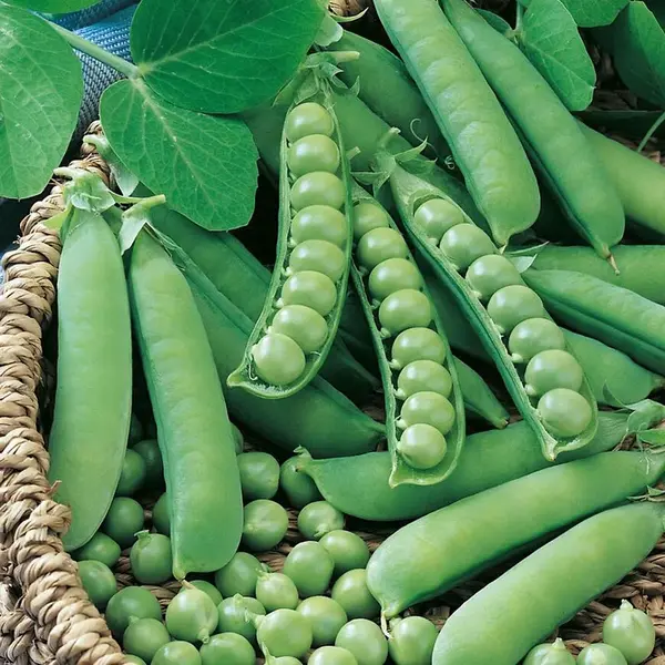 Hrach záhradný Prémium