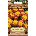 Aksamitnica rozložená plnokvetá, hnedo-žltá