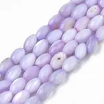 Natural Freshwater Shell Beads Strands