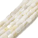 Natural Freshwater Shell Beads Strands