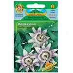 Mučenka ťahavá, oranžová