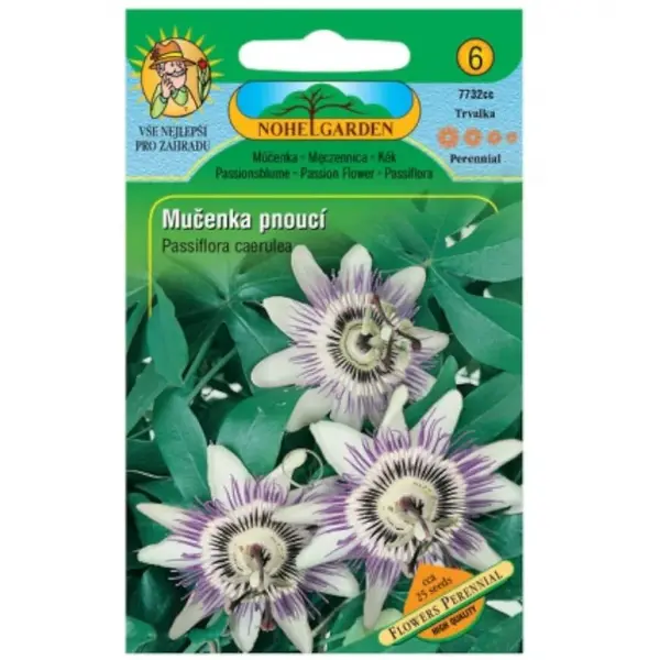 Mučenka ťahavá, oranžová