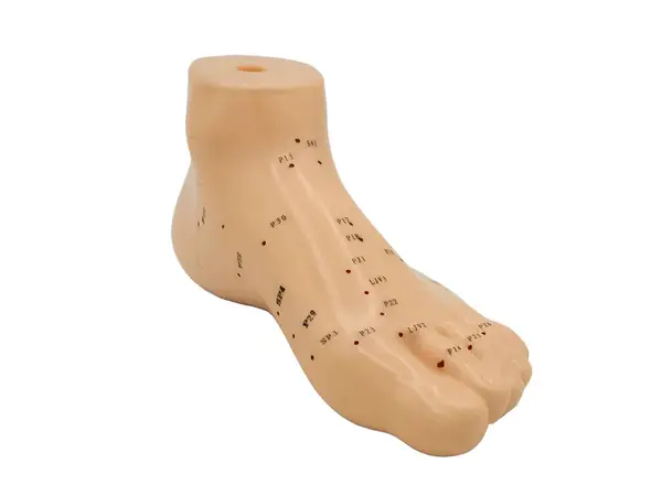 Hwato Akupunkturní model nohy, 15 cm