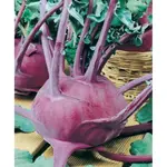 GardenSeed Premium Semienka Kaleráb Violeta