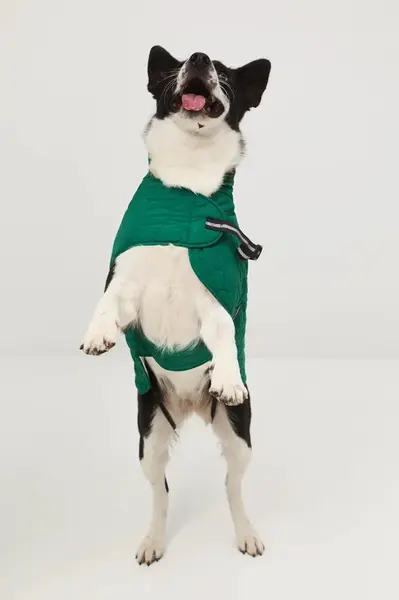 Bunda pro mazlíčka Medicine