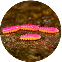 Redbass gumová nástraha trout grub tutti frutti uv color - 3x33 mm