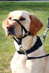 Ohlávka proti táhnutí Top Trainer L-XL 37cm Trixie