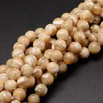 Natural Sea Shell Beads Strands
