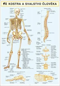 KOSTRA SVALSTVO ČLOVĚKA A4 - Barbora Dančová