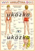 Obrázková angličtina 3 - ľudské telo - kniha z kategorie Jazykové učebnice a slovníky