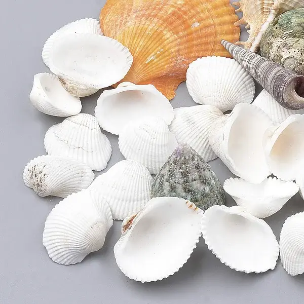 Natural Ark Shell Beads