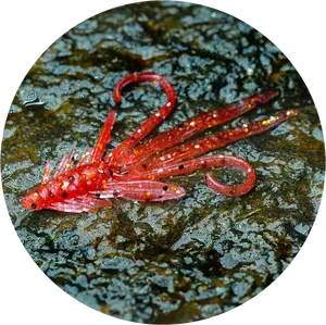 Redbass gumová nástraha nymfa red g - s 53 mm