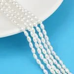 Electroplated Shell Pearl Beads Strands