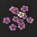 Narcissus Embossing Dried Flowers