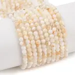 Natural Freshwater Shell Beads Strands
