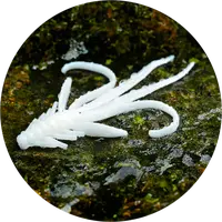 Redbass gumová nástraha nymfa white - s 53 mm