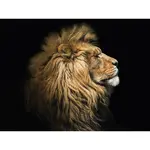 Euroart OBRAZ NA SKLE, zvířata, 30/40 cm