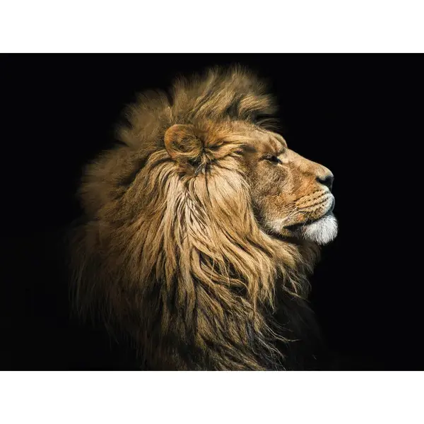 Euroart OBRAZ NA SKLE, zvířata, 30/40 cm