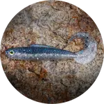 Redbass gumová nástraha twister kixter super natur - s 70 mm