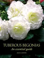 Tuberous Begonias - Jack Larter