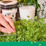 Mikrozelenina Lucerna siata