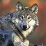 Wolfi - Vladimír Zajíc - audiokniha